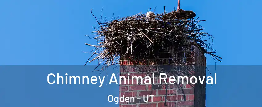  Chimney Animal Removal Ogden - UT