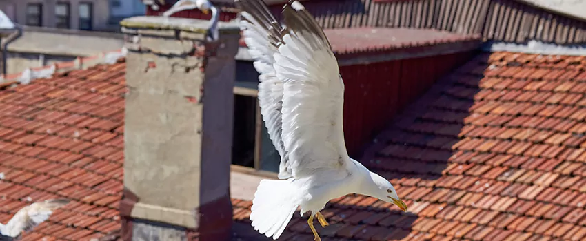 Residential Chimney Animal Removal Solution in Ogden, UT