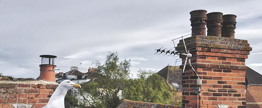 Chimney Cleaning And Restoration in Ogden, Utah